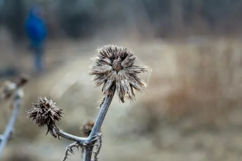 Withered thistle flower Stock Photos
