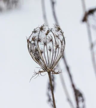 Withered thistle flower in winter, filled with snow against snowy background Stock Photos