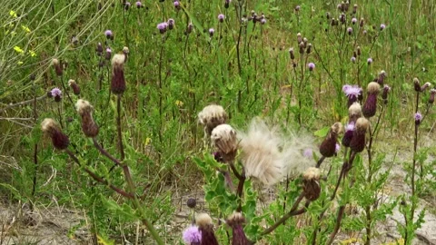 Withered thistle flowers on Marker Wadden Video stock 218433338