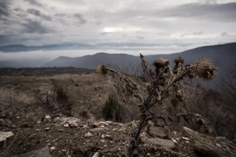 Withered Thistle Stock Photos