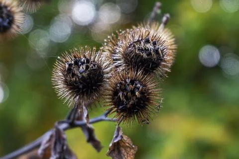 Withered thistle Stock Photos