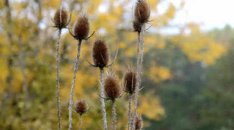 Withered thorn, tree in the background Stock Footage 31857899