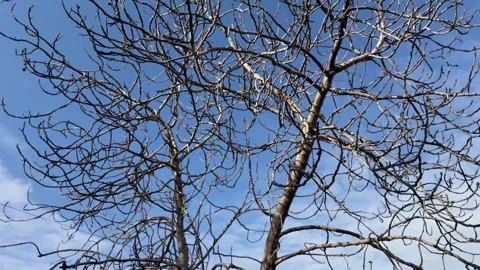 Withered Tree Against a Blue Cloudy Sky Stock Footage 297731003
