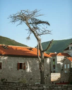 Withered tree in the ancient town Foto stock