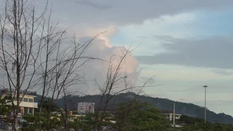 Withered tree on the beach Video stock 213104139
