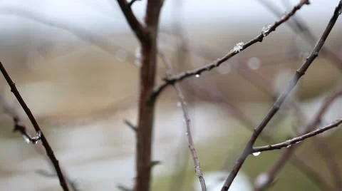 Withered tree branch with water droplets Stock Footage 58652671