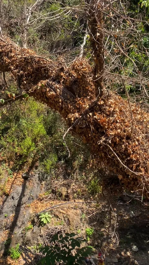 Withered Tree. Broken tree. Vertical video Stock Footage 286858463