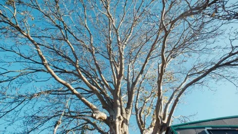 Withered tree during winter Stock Footage 100021131