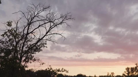 Withered tree Stock Footage 248470574