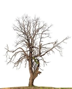 Withered Tree, Leaf-Shedding Tree On A White Background. Tree Withered, Dec.. Stockfoto's