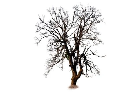 Withered Tree, Leaf-Shedding Tree On A White Background. Tree Withered, Dec.. 库存照片