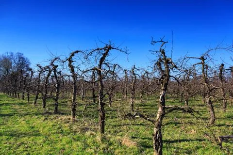 Withered tree in the orchard Stock Photos