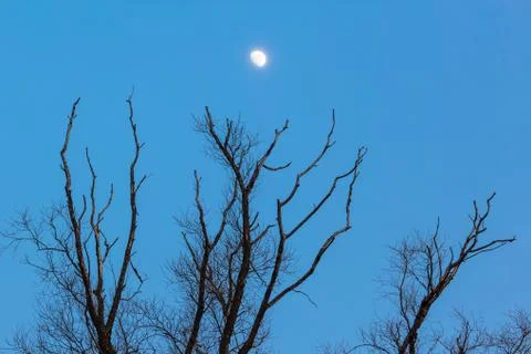 Withered tree Stock Photos