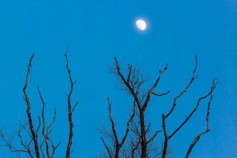 Withered tree Stock Photos