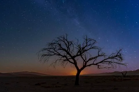 The withered tree Stock Photos