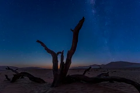 The withered tree Stock Photos