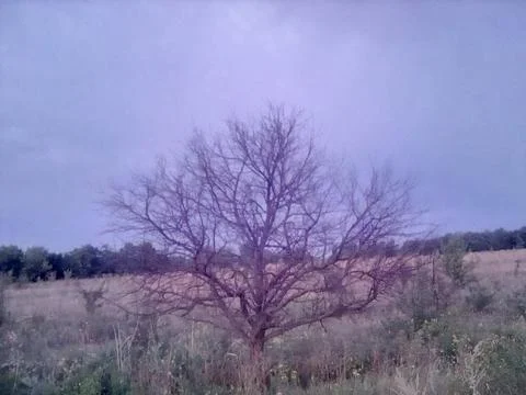 Withered Tree Foto stock