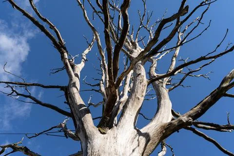 A withered tree on a sky background Stock Photos