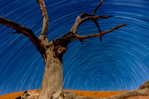 The withered tree with star trails Stock Photos