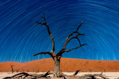 The withered tree with star trails Stock Photos
