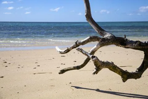 Withered tree on white sandy beach with blue sea in paradise Stock Photos