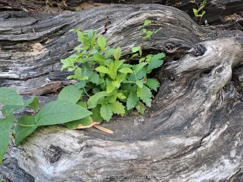 A withered tree with young shoots on it Stock Photos