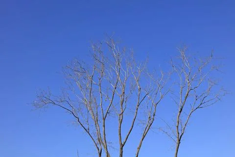 Withered trees in the blue sky Stock Photos