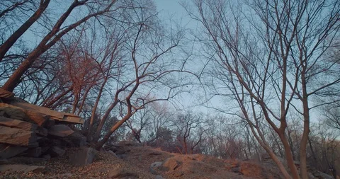 Withered trees forest in winter at sunset time. Orange sunlight and blue sky. Stock Footage 120549143