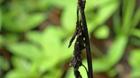 Withered Tropical Plant Stem in Shallow Focus Macro Shot 스톡 동영상 335866371