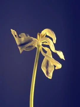 Withered tulip Stock Photos