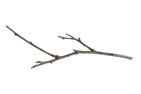 A withered twig on a white isolated background Stock Photos