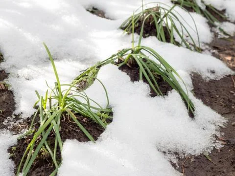 Withered vegetable trees on farm by cold whether, Chinese chive Stock Photos