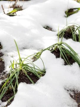 Withered vegetable trees on farm by cold whether, Chinese chive Stock Photos