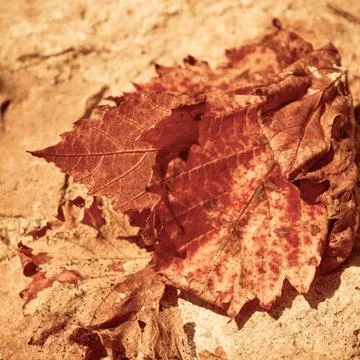 Withered vine leaf Stock Photos