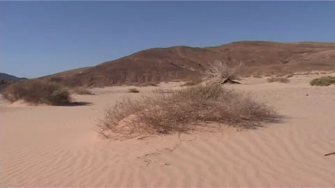 Withered Weeds in Desert Stock Footage 285922496