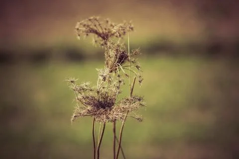 Withered weeds Foto stock