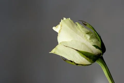 Withered white rose on a gray background close up Stock Photos