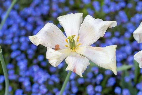 Withered white tulip blooming in spring garden Stock Photos
