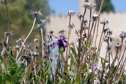 Withered wild flowers Stock Photos