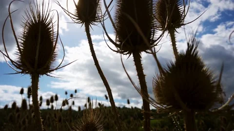 Withered wild scottish thistle in front of busy road near Windsor. -  4k footage Stock Footage 139932865