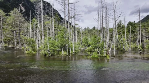 Withered Woods by the Wetland Stock Footage 334174196