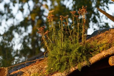 Withered yarrow in the evening light growing on an old wooden roof Stock Photos