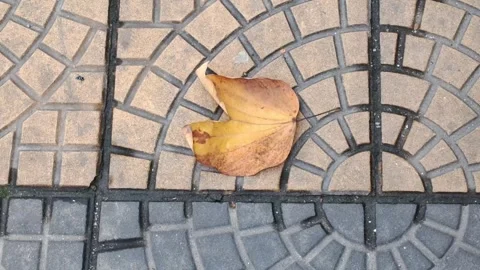 Withered yellow autumn leaf resting on patterned stone walkway video Stock Footage 341626246
