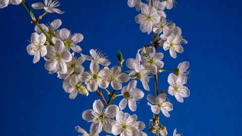 Withering on a branch of cherry blossoms, drying of inflorescences, time laps Stock Footage 128953306