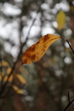 Withering brown leaf hanging on a branch in autumn forest Stock Photos