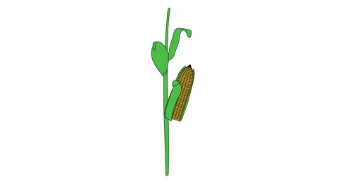 Withering corn animation Stock-Footage 58128040