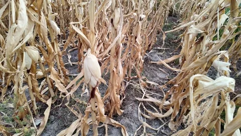 Withering Cornfield in Autumn Stock Footage 285958353