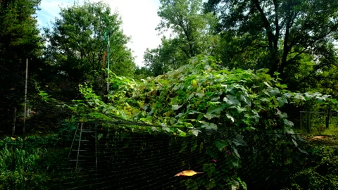 Withering cucumber plants overgrowing its trellis and tangle to garden bird net Video stock 331832754