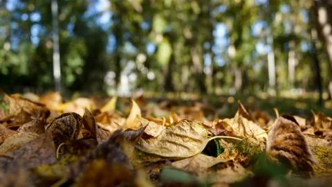 Withering dry leaves on the ground in the Park Stock Photos