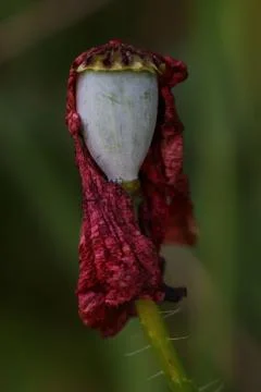 Withering with elegance Stock Photos